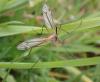 Tipula vernalis